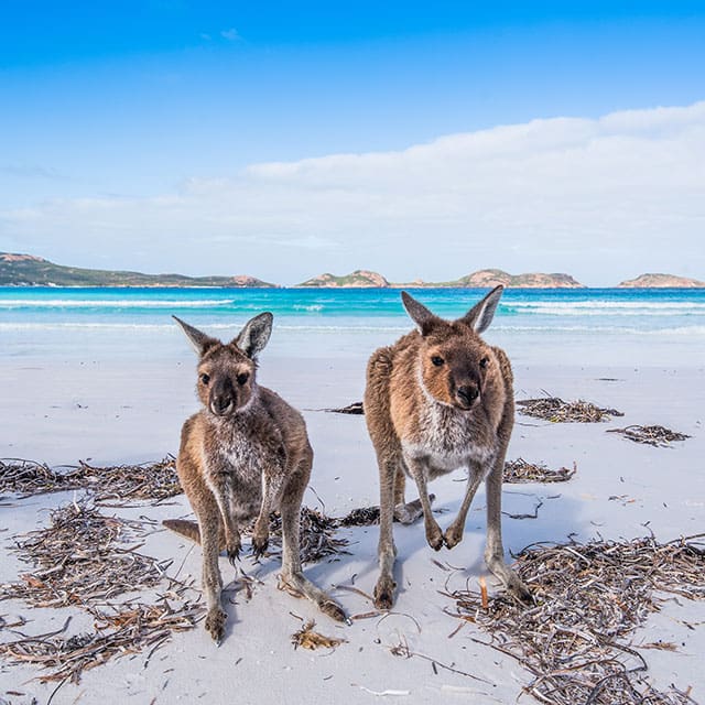 Kangaroos on Australian beach